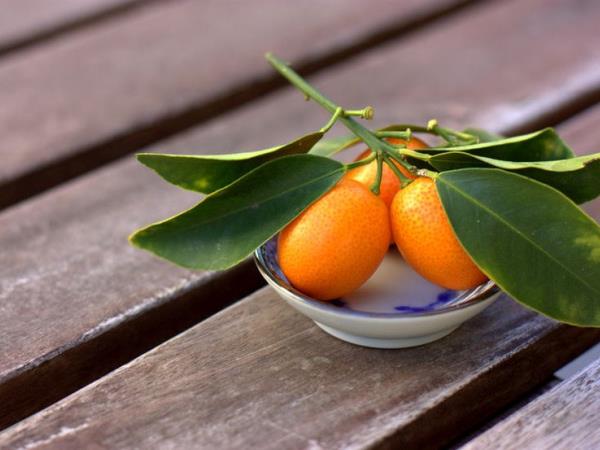 Čudežna rastlina, ki zdravi 100 najhujših bolezni